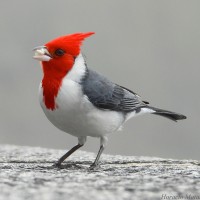 Red-crested Cardinal